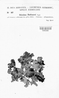 Image of Sticta canariensis